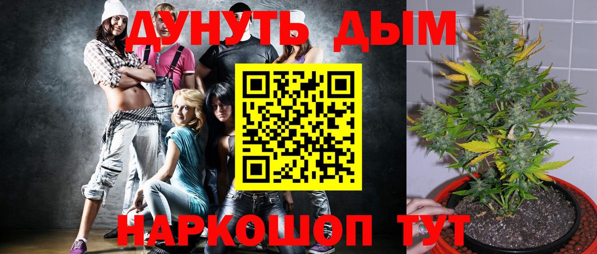 Конопля сатива  Канабис сатива  Волхов  Вход с VPN  Марихуана планчик  Канабис OG Kush 